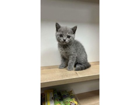 Mükemmel british shorthair yavrular yeni yuvasını arıyor