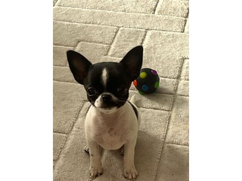 2 buçuk aylık erkek chihuahua