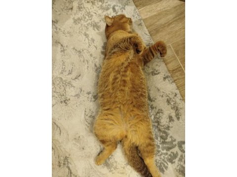 2 yaşında blue point puki dişi