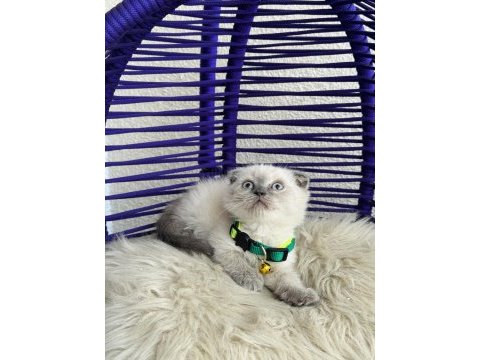 Scottish fold bluepoint dişi erkek yavrular
