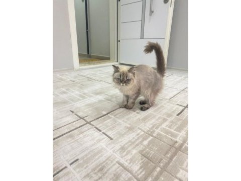Doğduğundan beri bizde evimizin british longhair maskotu