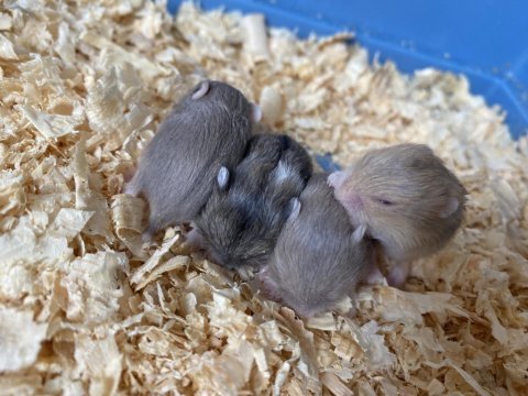 7 aylık gonzales anne baba ve 4 yavru hamster