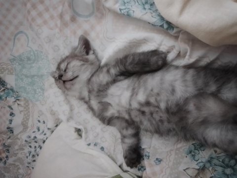 Yavru scottish fold kediler