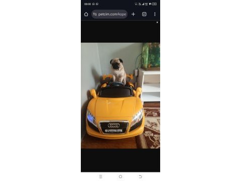 Pug mops 0 numara