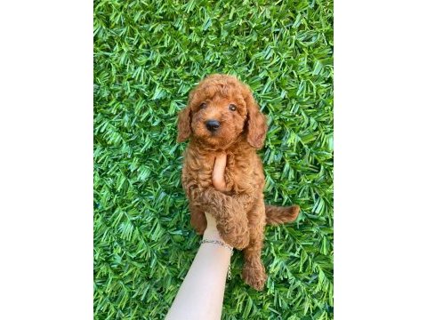 Poodle bebek köpekler