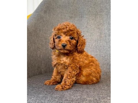 Kıvır kıvır toy poodle yavruları