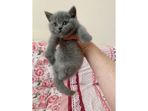 Sevgiyle büyütülmüş british shorthair yavrular
