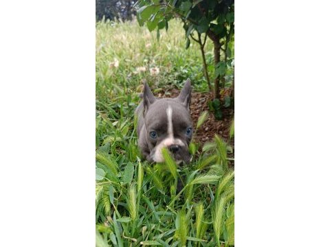 A kalite french bulldog yavrular