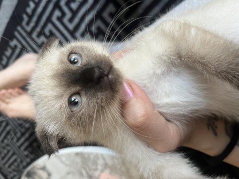 Scottish fold bebeklerimiz yuva arıyor