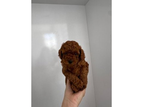 Toy poodle detay için iletişime geçebilirsiniz
