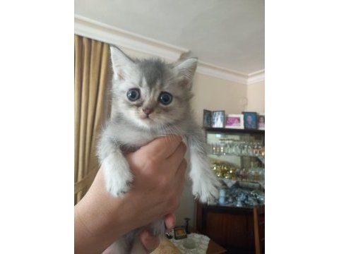 Birbirinden yakışıklı british shorthair kuzucuklarıma yuva