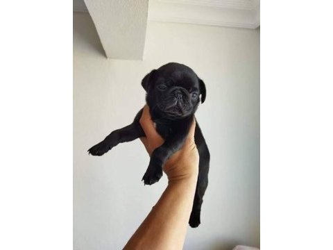 Pug yavruları