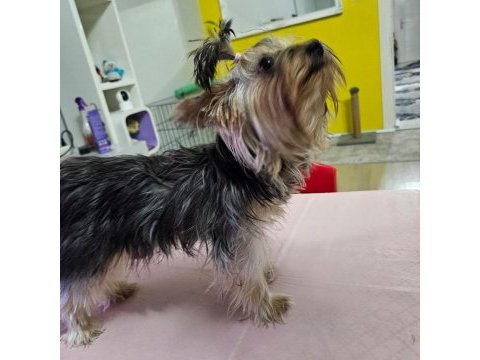 Dişi 8 aylık yorkshire terrier
