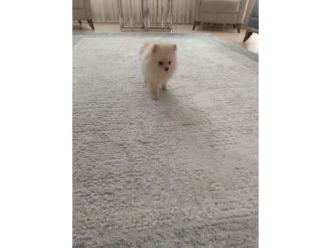 Pomeryan boo 2 aylık dişi