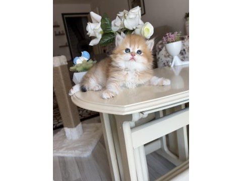 Golden ny12 dişi british longhair show kalite