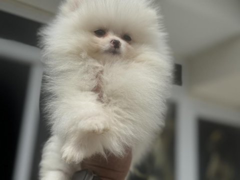 Abkarada ziyarete açık tea cup pomeranian