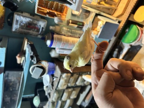 Yavrulu takım tek yavru ve damızlık kanaryalar