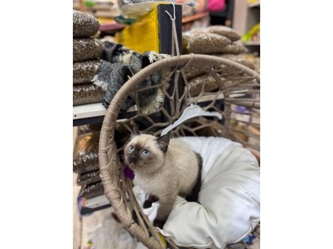 2 aylık british shorthair siyam yavru kedimiz
