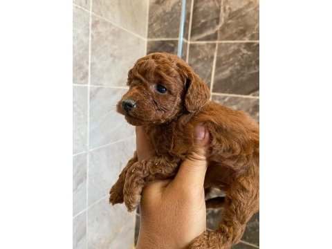 Orjinal minyatür toy poodle yavrular