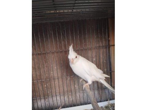 Sultan papağanı 2 aylık
