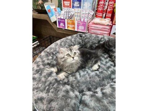 Güzellikleriyle büyüleyen dost canlısı kedilerimiz