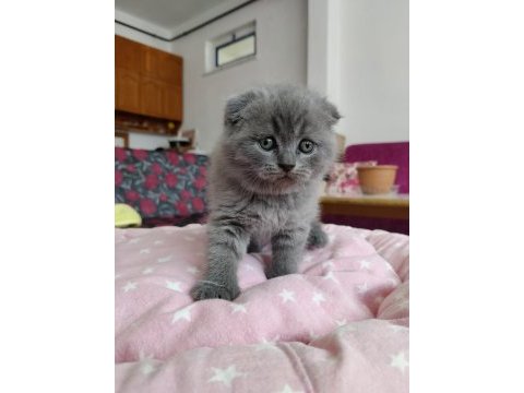 Scottish fold lüleburgaz bilgi için yazabilirsiniz