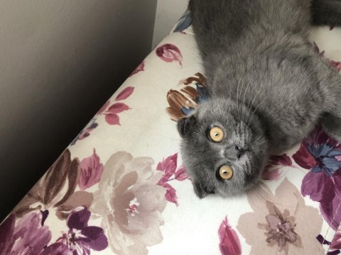 Aşıları tam 6 aylık erkek scottish fold malzemeleri ile