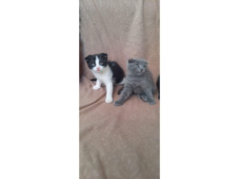 Ankarada orijinal scottish fold yavruları 45 günlük