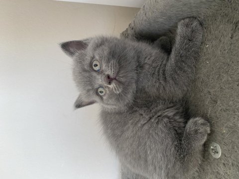 Yavru british shorthair