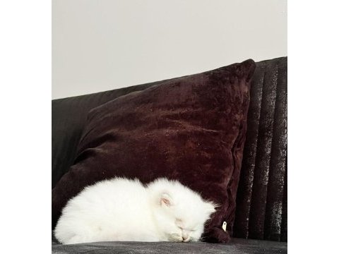 27 mayıs doğumlu 4 adet yavru scottish fold
