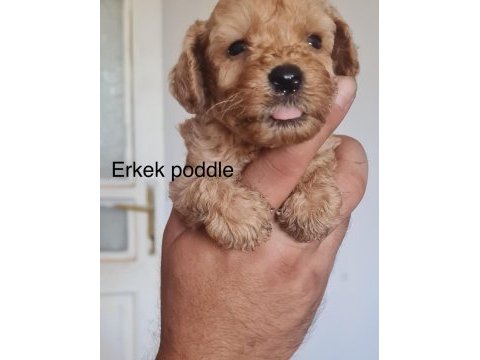 Toy poodle bebekler iki aylık