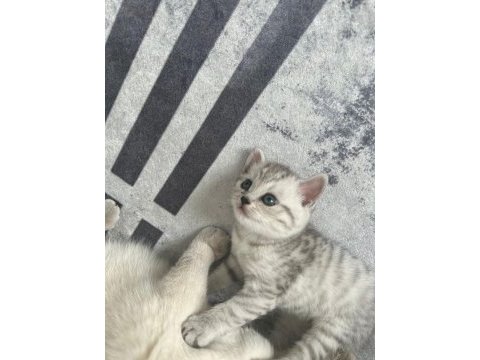 British shorthair bebeğimiz sahiplendirilecektir.