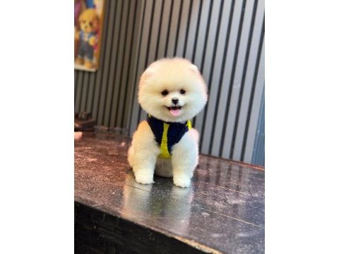 Sağlık ve ırk garantili pomeranian yavru