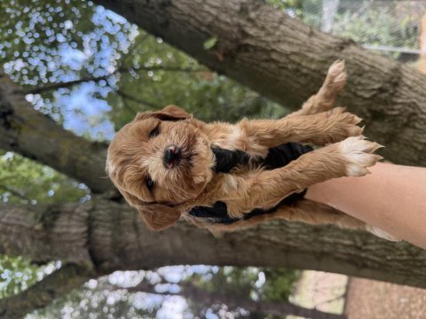 Maltipoo dişi erkek 