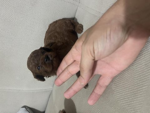 20 günlük poodle yavrular