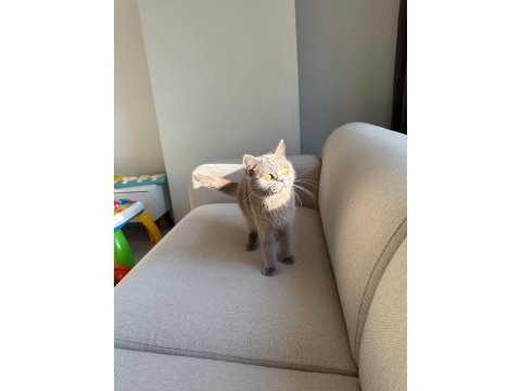Lilac british shorthair kedimize aile arıyoruz