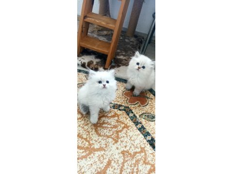 British longhair ve shorthair ırk garantili yavrular