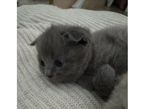 55 günlük scottish fold silver dişi