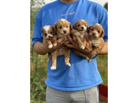 Maltipoo bebeklerim
