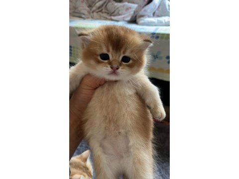 British shorthair golden yavru