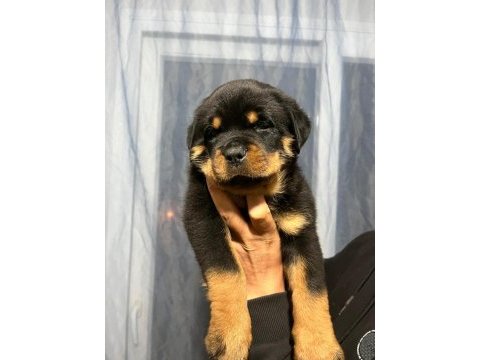 Dünya şampiyonu torunları rottweiler yavrular