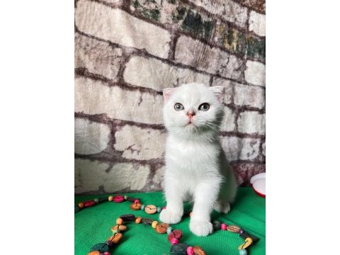 Scottish fold dişi
