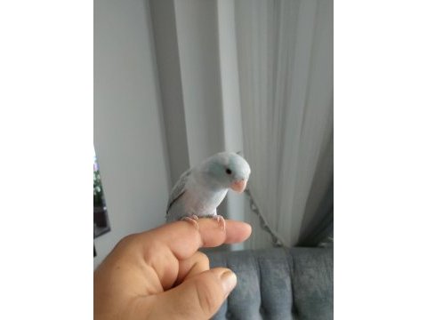 1 yaşında erkek forpus papağanı
