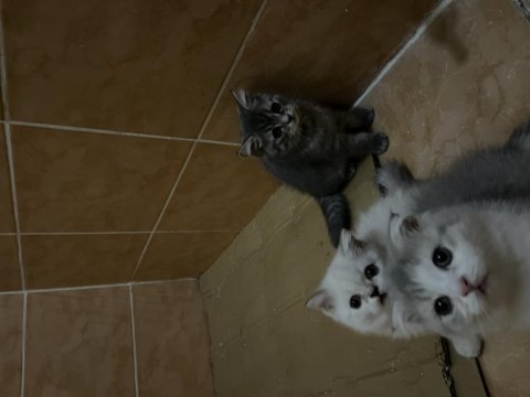 İki aylık british shorthair yavrularım sahiplendirecektir