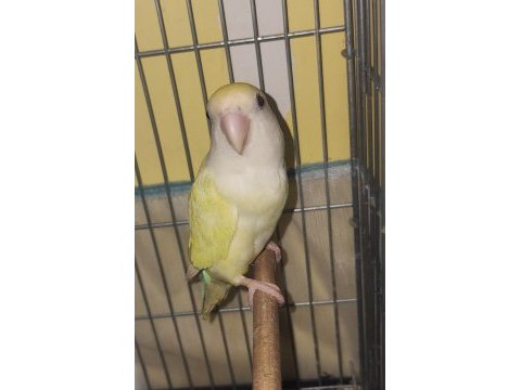 Yüksek mutasyon sevda papağanı