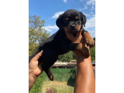 Burkemden a kalite rottweiler yavrumuz