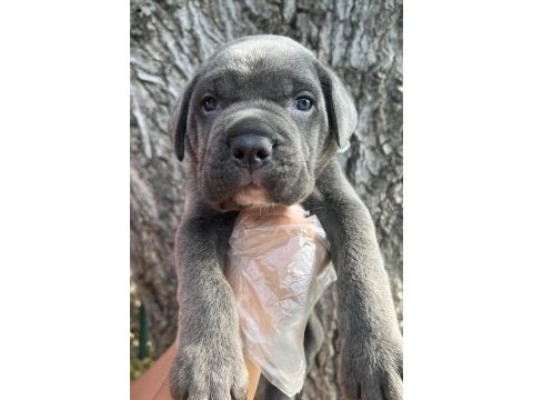 Heybetli üst kalite cane corso yavrular