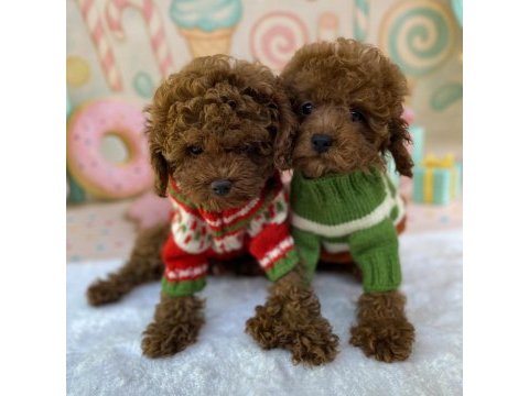 Safkan toy poodle yavruları