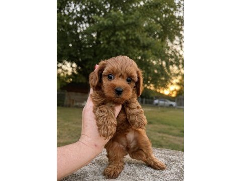Red kore micro teacup maltipoo