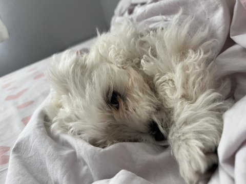 Maltese terrier köpeğimiz